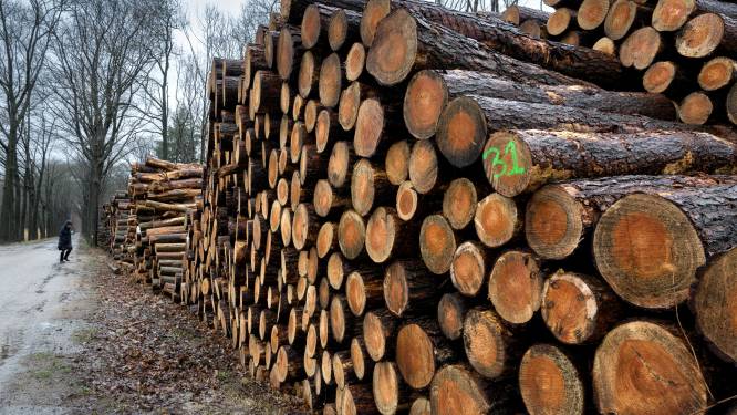 Onrust over bomenkap Wijboschbroek: ‘Is dit wel wat er is afgesproken?’