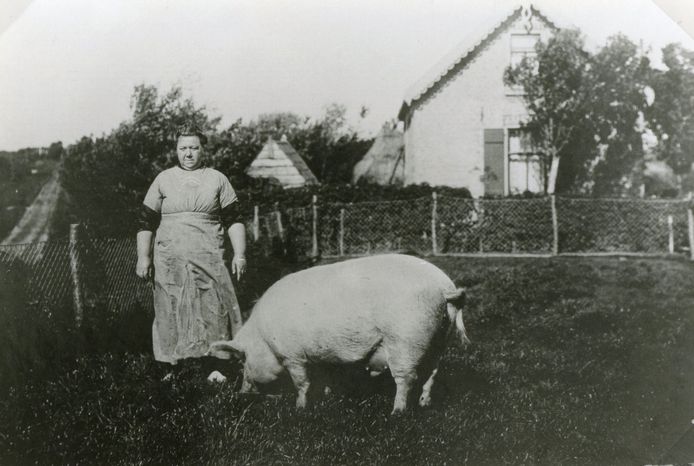 Mevrouw Koekendorp met een varken voor haar woning aan de Boomweg in Rockanje, circa 1930. Dit was een vertrouwd beeld destijds. Veel mensen hadden huisvarkens.