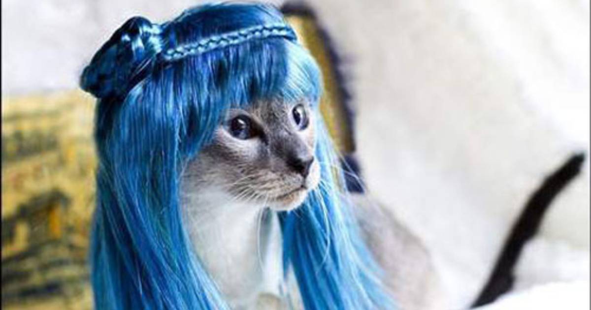 Une Perruque Pour Votre Chat C Est Tendance Tendances 7sur7 Be