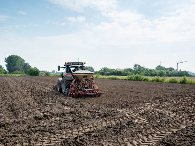 Stad stelt grond ter beschikking voor hennepteelt: “Je moet al zes hectares opsmoren om er iets van te voelen”