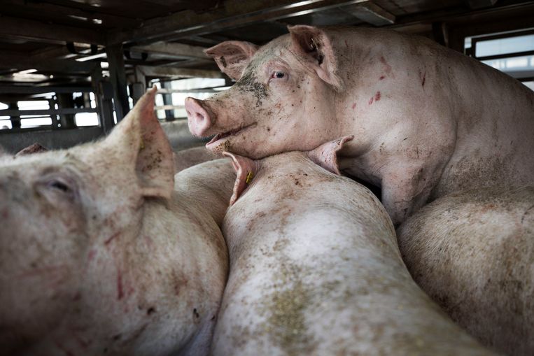  Eyes on Animals gaat bij Vion Vleesgroep in Boxtel het vervoer van varkens controleren. En daar is vast veel mis mee, zoals keer op keer blijkt.  Beeld Werry Crone