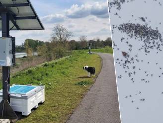 Zoveelste knijtenzomer op rij in Gentbrugge, en daar valt voorlopig weinig aan te doen: “Ten vroegste in 2026 zorgt getijdenwerking voor beterschap”