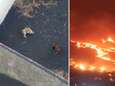 Beelden bewijzen: jachthonden die ingesloten raakten door lava La Palma stellen het goed