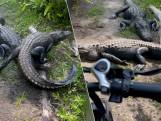 Fietser blijft ijzig kalm wanneer twee gigantische alligators fietstochtje verstoren