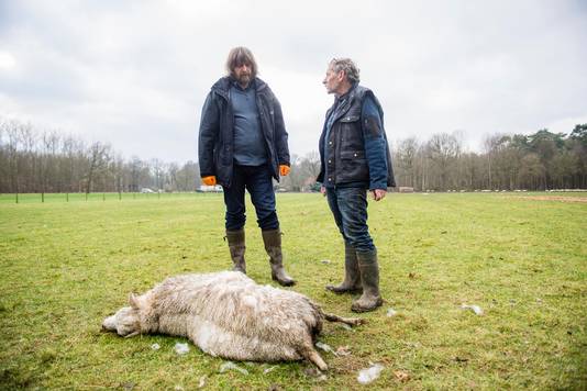 Volgens kenners is een hond waarschijnlijk de schuldige.