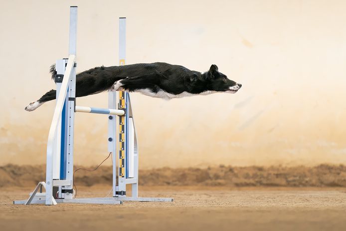 Francesco Junior Mura uit Italië wint in de categorie ‘actie’ met zijn beeld van een hond die een hindernis neemt tijdens een behendigheidparcours tijdens een wedstrijd in Italië. Volgens Mura, die zijn winnende beeld 'She is Bagheera' doopte, gaat het bij behendigheidsoefeningen om “vertrouwen, respect en samenzijn”.