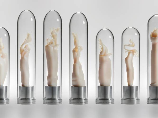 Geen enkel orgaan is zo divers als de penis: “Er zijn er met stekels, flapjes, en zelfs schepjes”