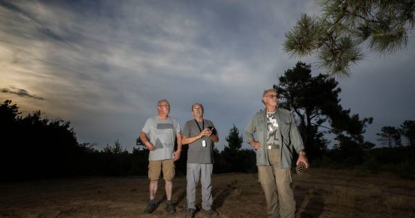 Stevensbergen in Luyksgestel geliefde broedplek nachtzwaluw | Kempen - Eindhovens Dagblad