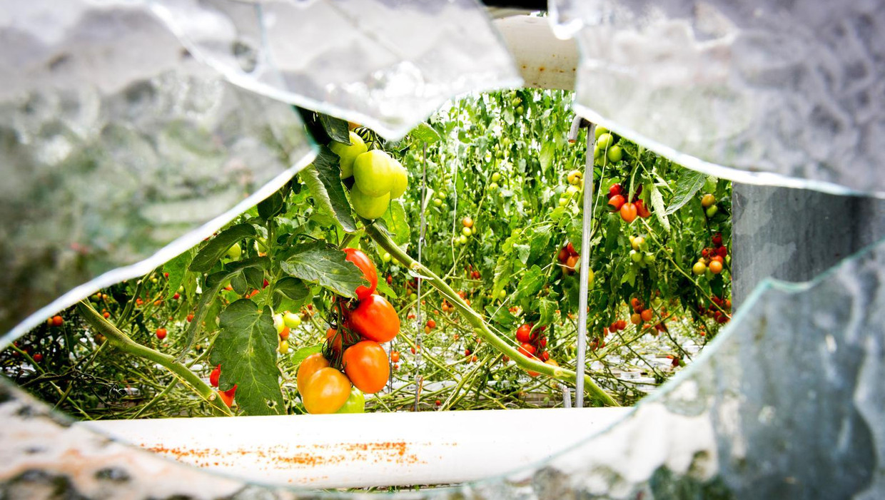 Gebroken glas bij tuinbouwbedrijf Groenco na fikse hagelbuien. Beeld anp