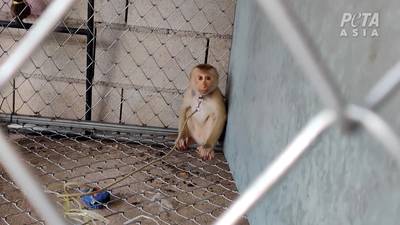 KIJK. Mishandeld en vastgeketend: HelloFresh stopt verkoop Thaise kokosmelk nadat PETA dwangarbeid van apen blootlegt