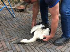 Opnieuw noodweer: mensen gewond, stormschade en wateroverlast