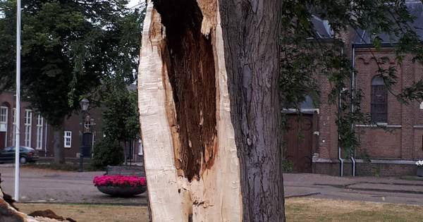 Grote boom Raamsdonk begeeft het: 'Had geen 5 seconden later moeten gebeuren'