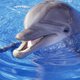 Dolfijn herkent soortgenoten nog na twintig jaar