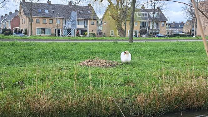 ‘Terrorzwanen’ moeten achter hek: ‘Territoriale dieren die behoorlijk pijnlijke klappen kunnen geven’