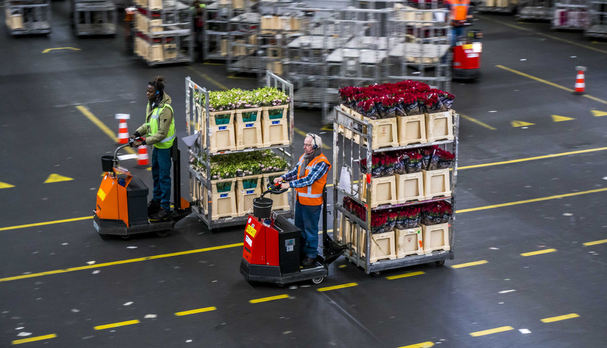 Reisbeperkingen maken de handel naar Engeland spannend voor de Nederlandse tuinbouw.  Beeld ANP