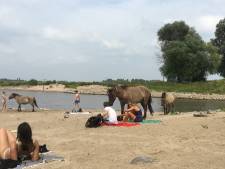 Paarden verjagen zonnebaders bij rivierstrand: ‘Hij zat anderhalf uur lang bovenop mijn handdoek’