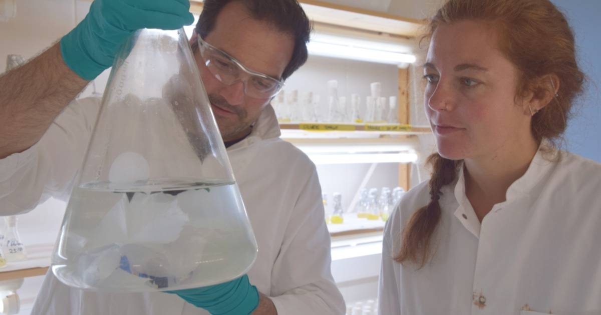 Primi al mondo nei Paesi Bassi: i batteri si nutrono di plastica |  Scienza e pianeta