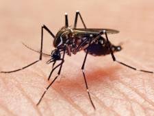 La dengue, l’une des plus grandes menaces pour notre futur, arrive dans nos régions