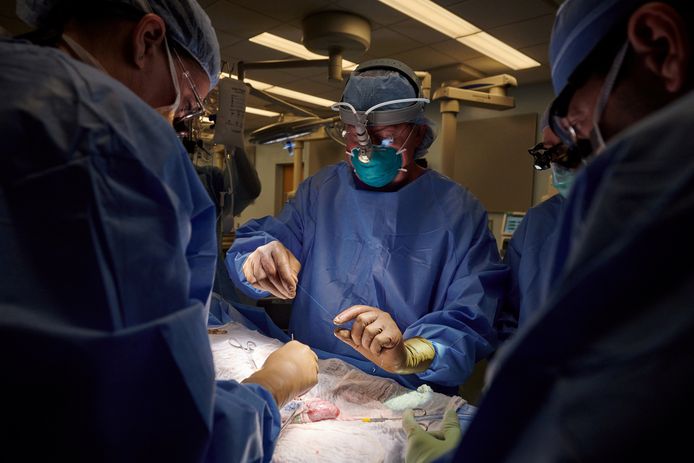 De varkensnier was drie dagen lang vastgemaakt aan de bloedvaten van de vrouw en werd buiten haar lichaam gehouden zodat het chirurgisch team de werking van het getransplanteerde orgaan kon observeren.