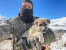 Arnhemmer Sinan redde een hondje uit het Turkse puin en nam de pup mee: ‘Een aandenken aan het rampgebied’