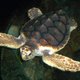 Schildpad verliest het van de toerist op Zakynthos