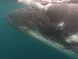 Bultrugwalvis in benarde positie: vast in touw voor Nieuw-Zeelandse kust