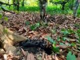 Brulapen door hitte dood uit bomen gevallen in Mexico