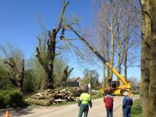 Massale kap in Beuningen: 541 bomen gaan om