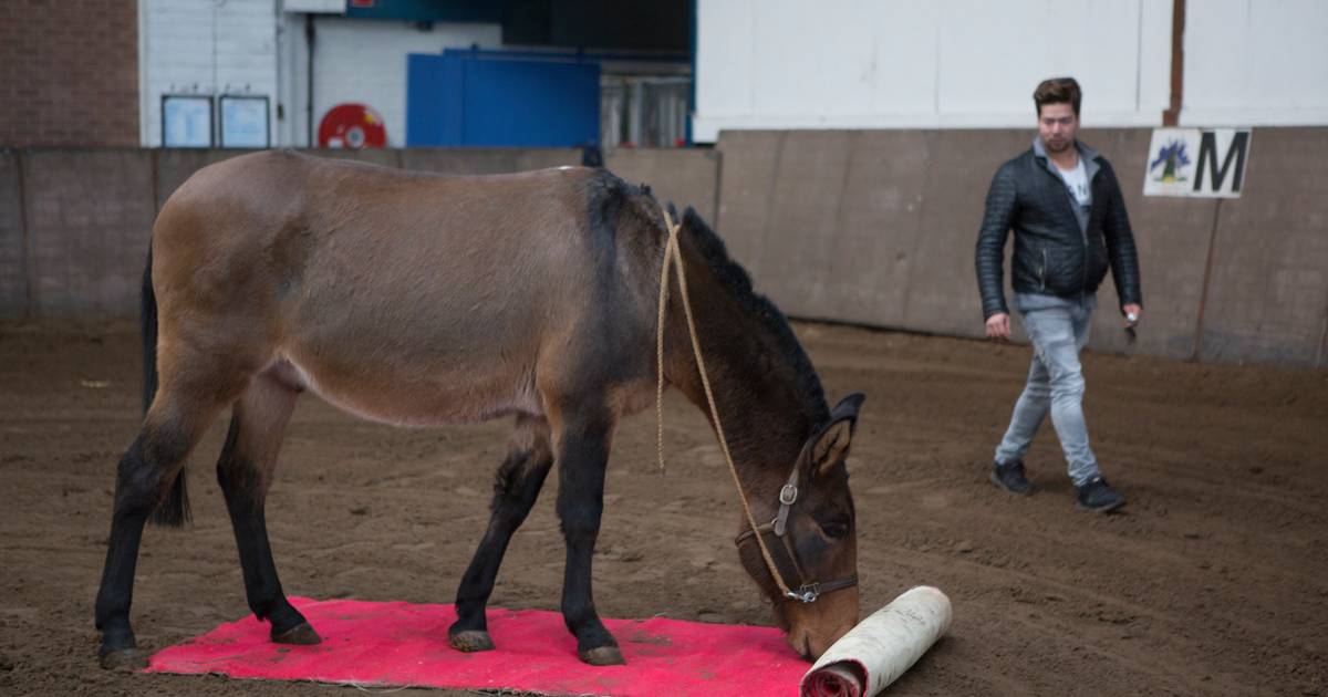 Ezel-eigenaren gaan de boer op met hun muildieren | Hardenberg