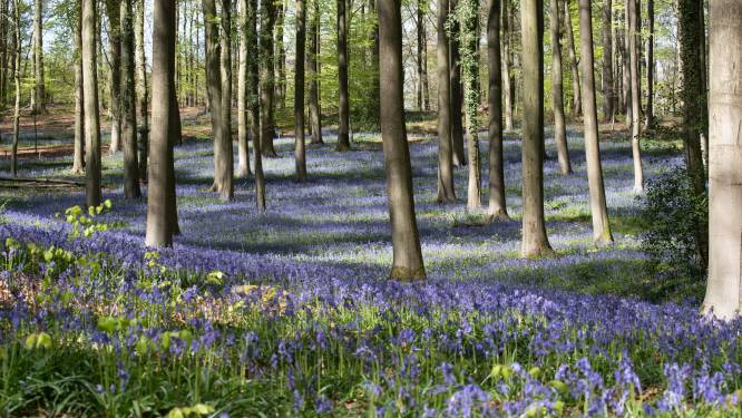 Daar is de lente: in deze bossen in de Denderstreek en Vlaamse Ardennen bewonder je een paarse tapijt van boshyacinten