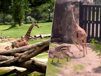 KIJK. Dieren in zoo tonen afwijkend gedrag net voor zonsverduistering