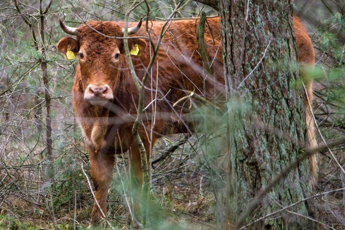 Hermien bivakkeert al zes weken in de bossen van het Overijsselse Lettele.