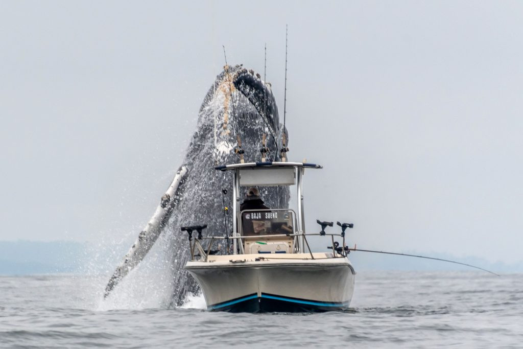 Vissersbootje wordt verrast door springende bultrug in Californië