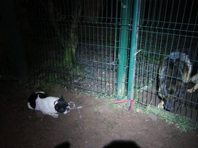 Verwaarloosd hondje vastgebonden aan hek van asiel: doodsbang van waakhond, uitgeput en onderkoeld