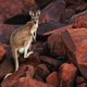 Tiener plande aanslag met bom in kangoeroe