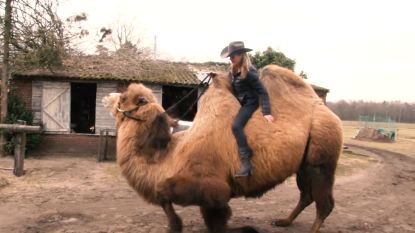 Vlaams koppel gaat niet te paard, maar te kameel: 