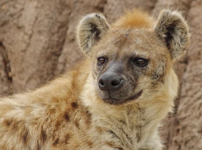 De 23-karige Kibo testte positief op het coronavirus. Maar naar alle waarschijnlijkheid zal de hyena - net als de andere besmette dieren in de Denver Zoo - volledig herstellen.