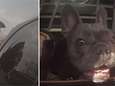 VIDEO: agenten slaan ruit in en redden hond uit snikhete auto