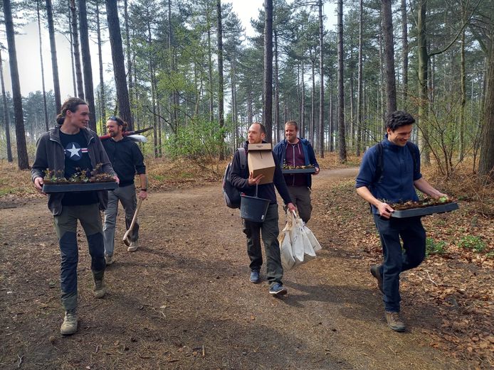De eerste klimop werd aangeplant in Wachtebeke