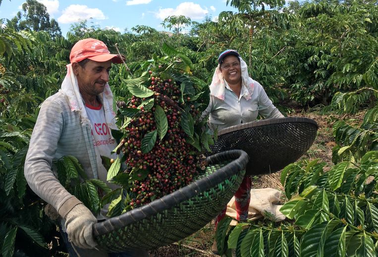 Koffieboeren in Brazilië in betere tijden.  Beeld REUTERS
