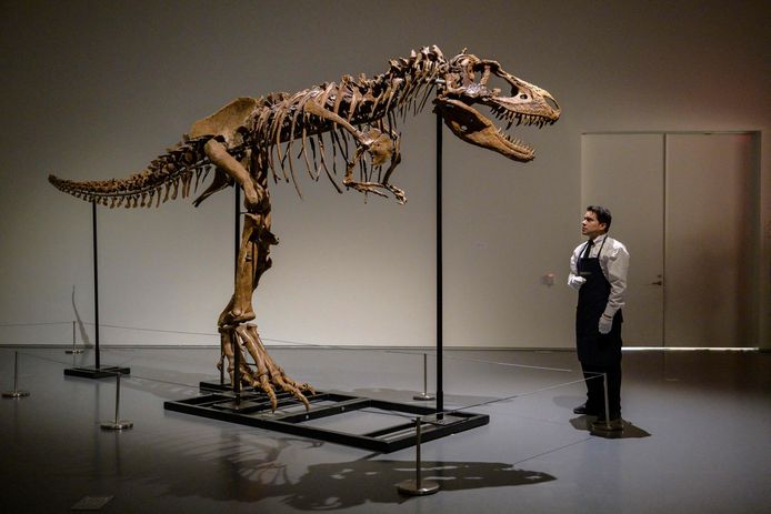 Le squelette du Gorgosaurus a été dévoilé à Sotheby’s, New York.