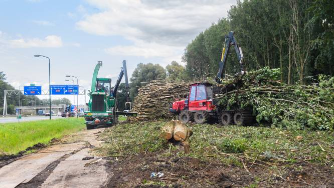 Vijfhonderd bomen weggehaald voor verbreding snelweg bij knooppunt Hooipolder
