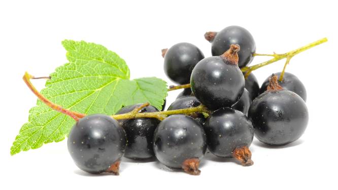 Run op fruitbomen in Gilze: ‘Actie van ABG-gemeenten voor herhaling vatbaar’