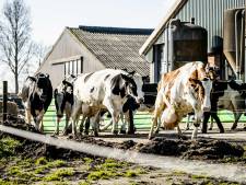 Regionale CDA’ers reageren op landbouwvisie: ‘Stop met discussie over groei of krimp veestapel’