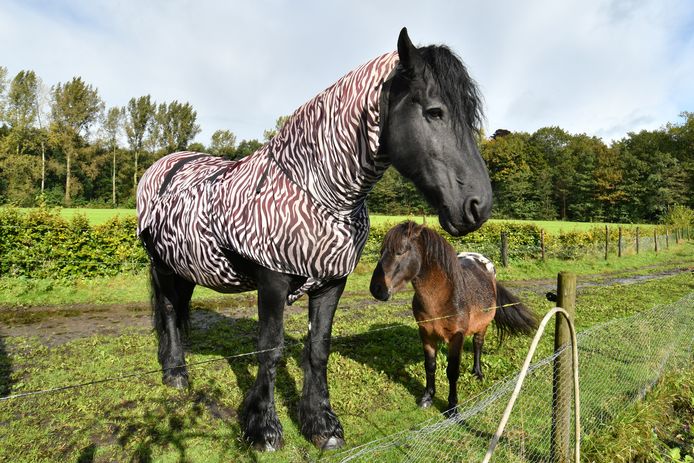 rem Springen doos Je raadt nooit waarom dit paard in Diepenheim verkleed is als zebra | Hof  van Twente | tubantia.nl
