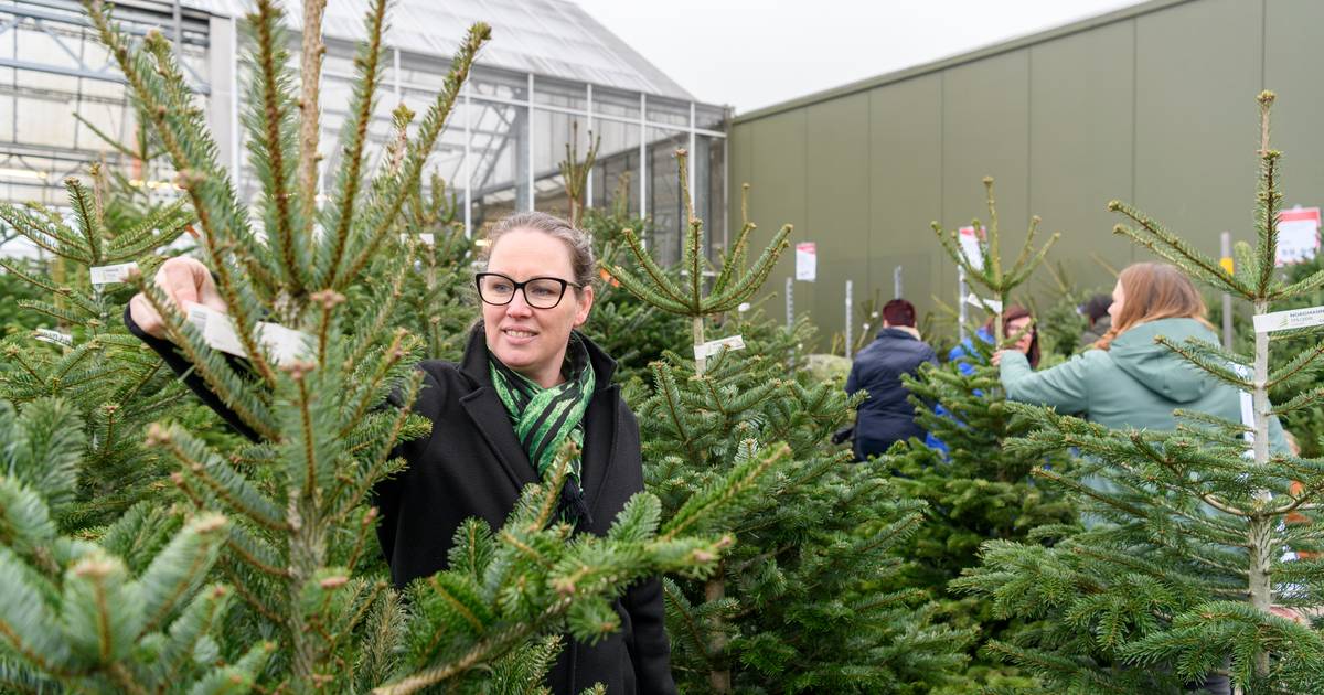 Behoefte aan licht en gezelligheid zet aan tot kopen van kerstboom ‘Is