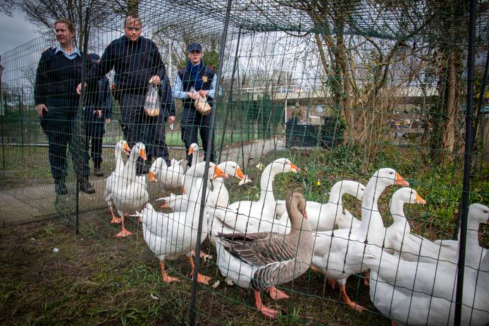 Trizin (midden, met zak brood) neemt de ganzen mee: hij praat er liefdevol tegen, loodst ze met zachtaardige hand naar de trailer. ,,Op het ganzenparadijs hebben we nu een paar honderd ganzen, daar hebben ze alle rust.”