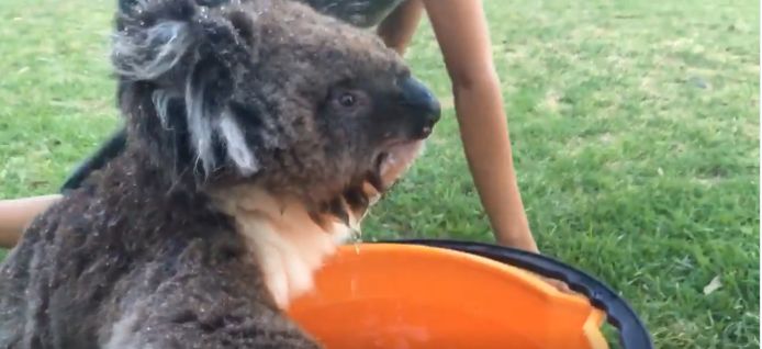 De uitgedroogde koala laafde zich aan een emmer vol water.