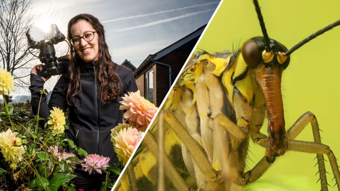 Deze week in Macro met Marit: de schorpioenvlieg.