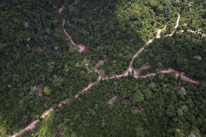 De illegale houtkap in het Amazonegebied gefotografeerd door Greenpeace.